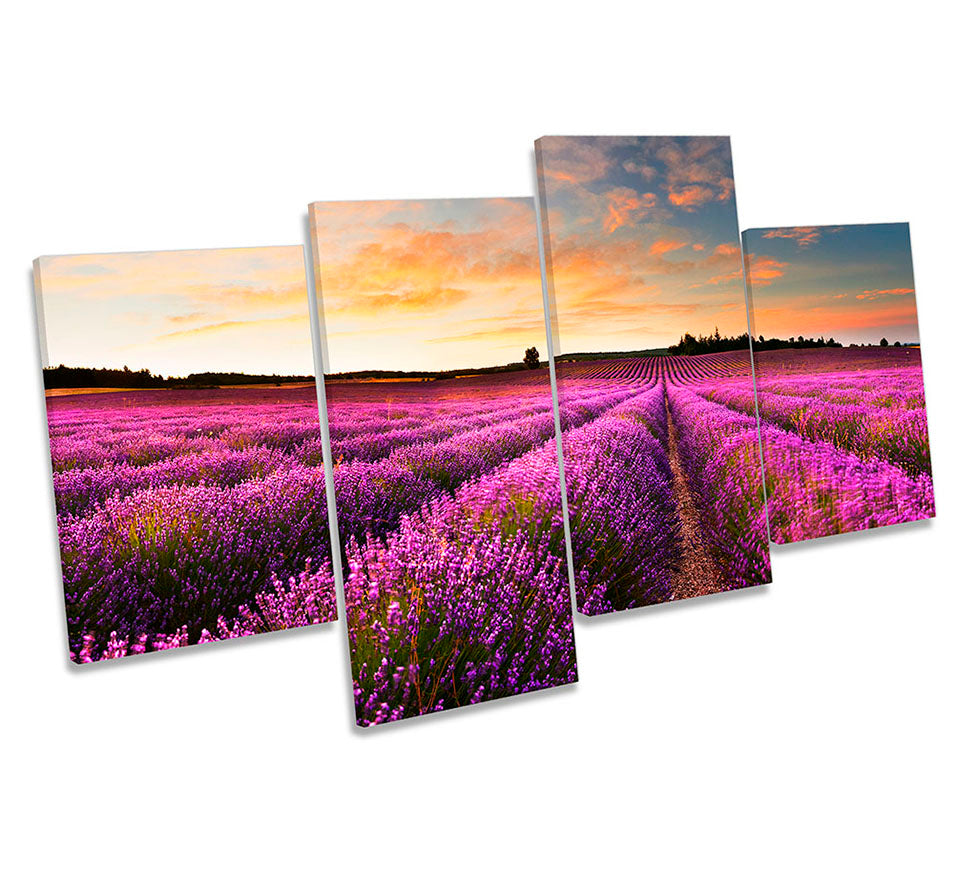 Purple Lavender Landscape