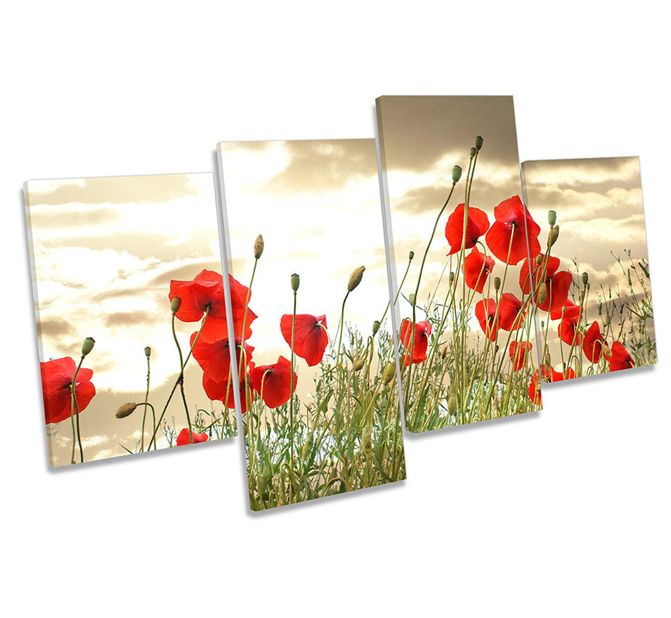 Poppy Flowers Sunset Floral Red
