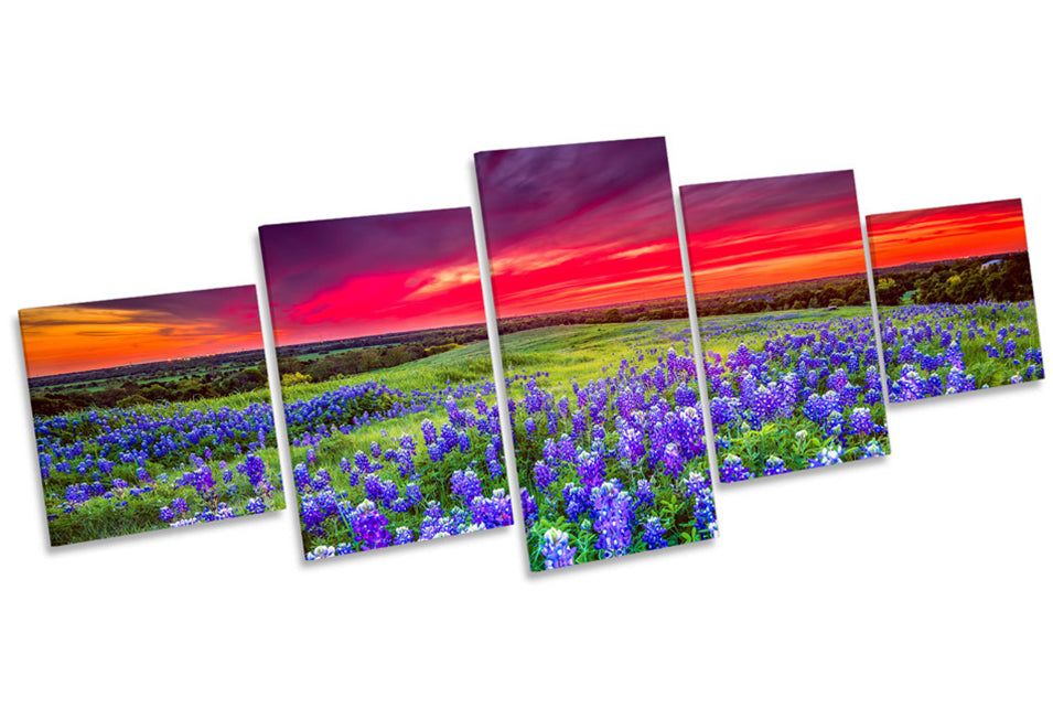 Sunset Landscape Bluebonnet Flowers