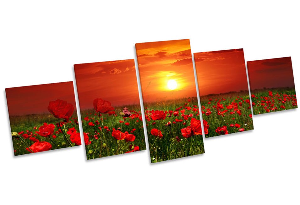 Red Poppy Flowers Sunset Field