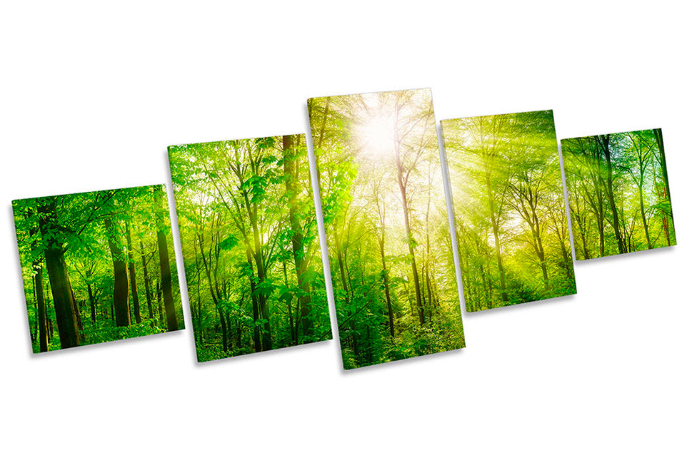 Sunlight Green Forest Trees