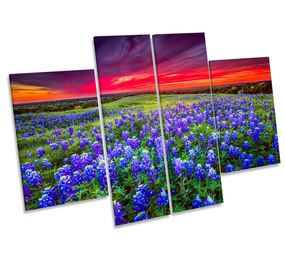 Sunset Landscape Bluebonnet Flowers