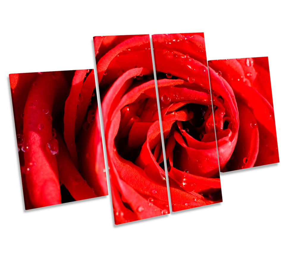 Red Rose Flower Floral