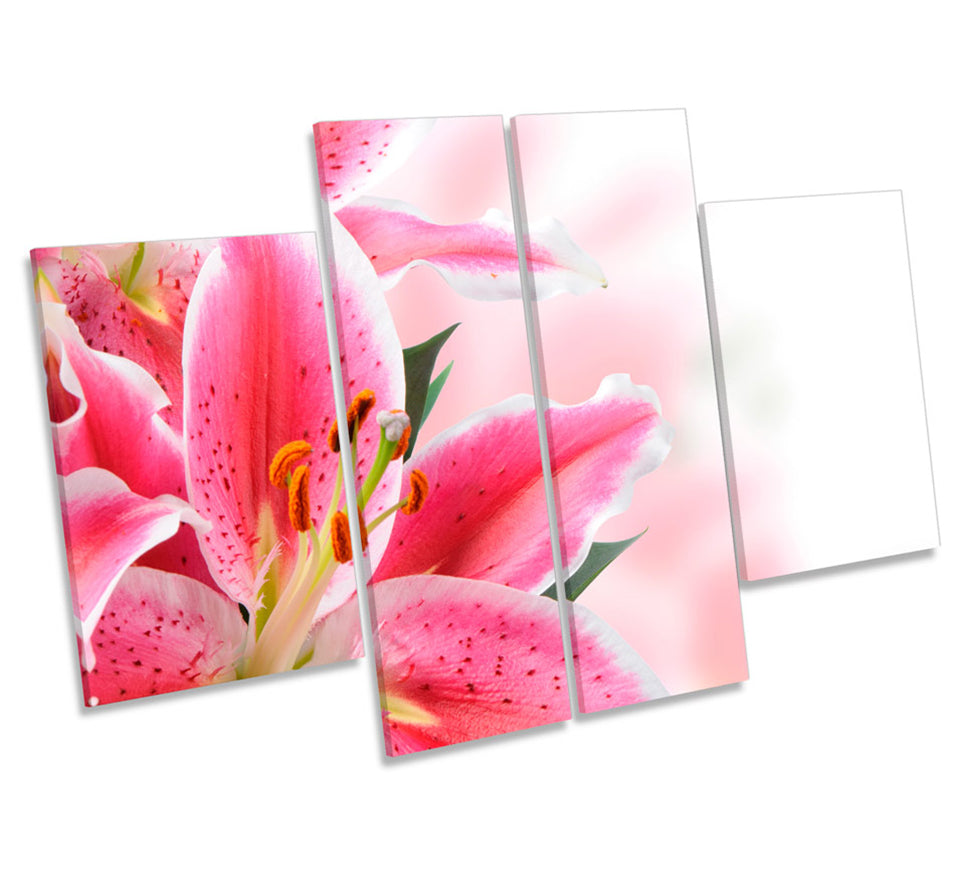 Pink Lilies Flowers Floral