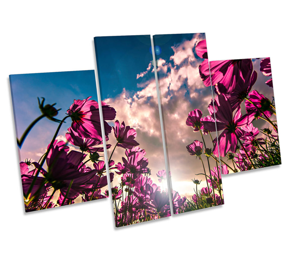 Pink Cosmos Flowers Floral Sunset