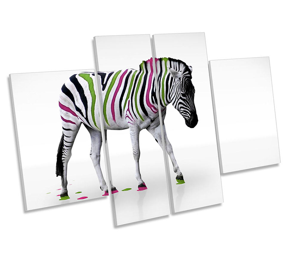 Zebra Multi Coloured Stripes