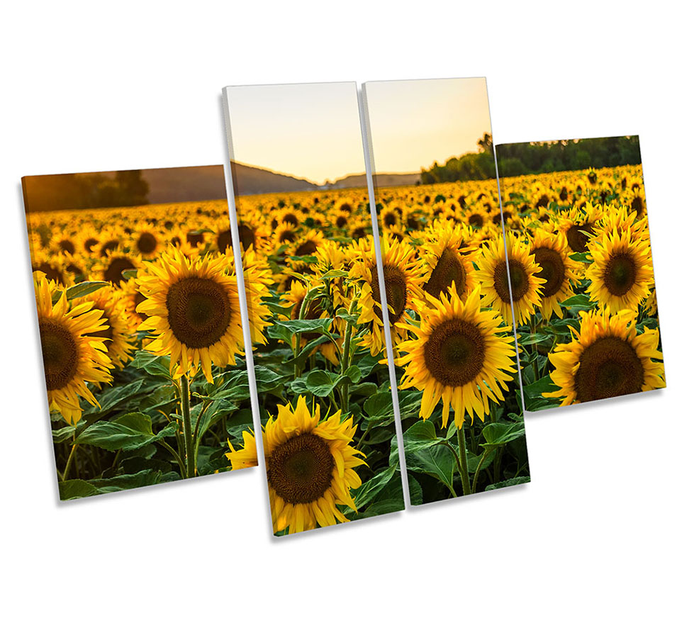 Sunflower Sunset Field
