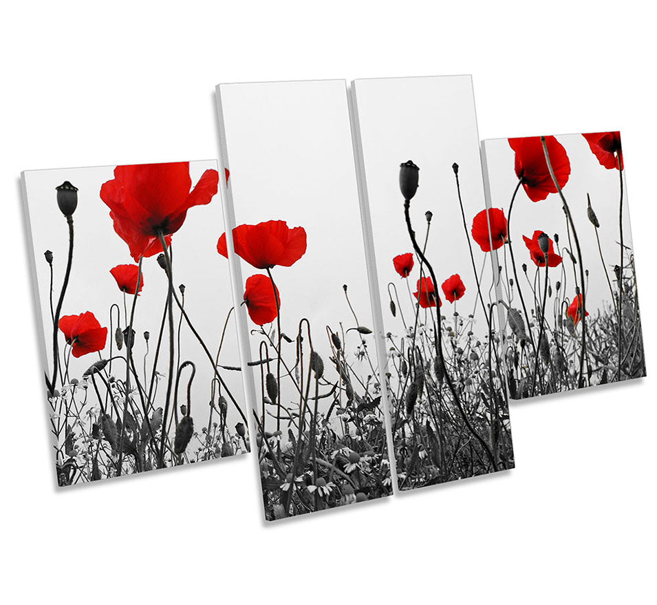 Red Poppies Flowers Floral Grey