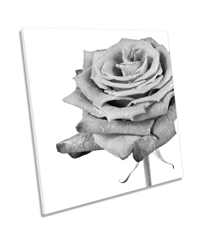 Rose Mono Floral Flower