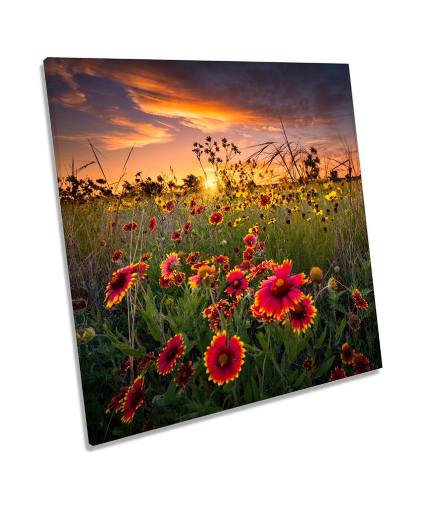 Sunset Wild Floral Flowers