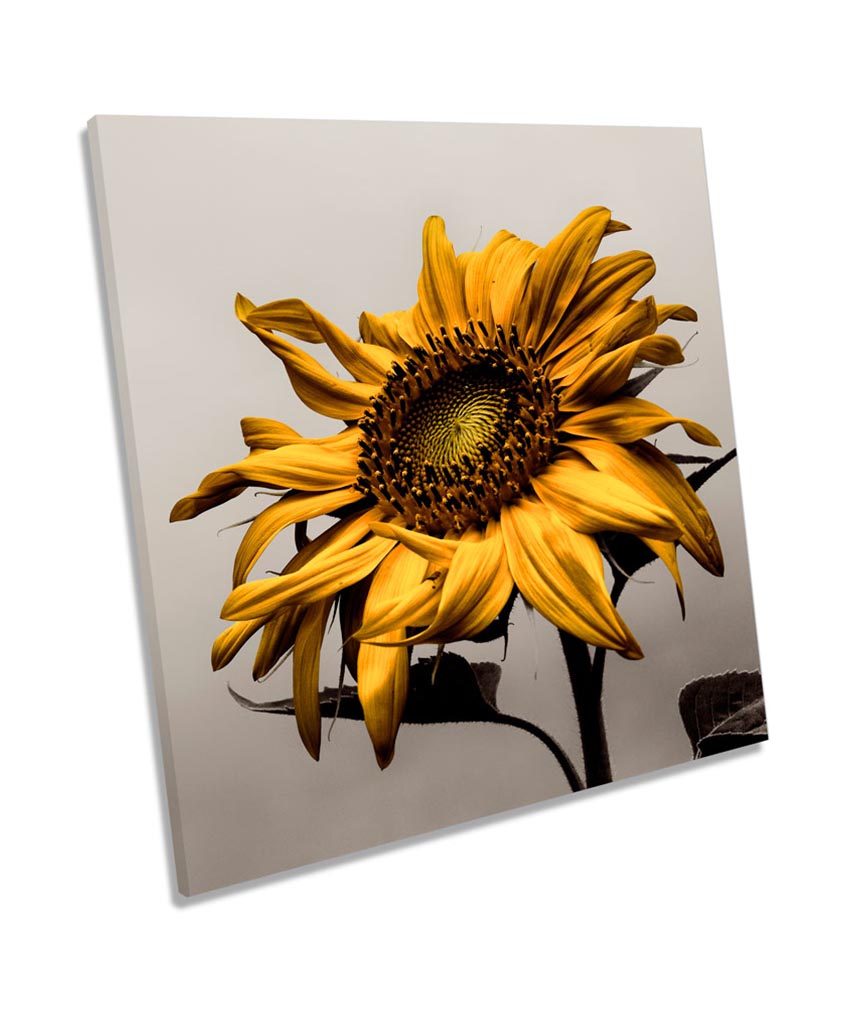 Sunflower Floral Flower