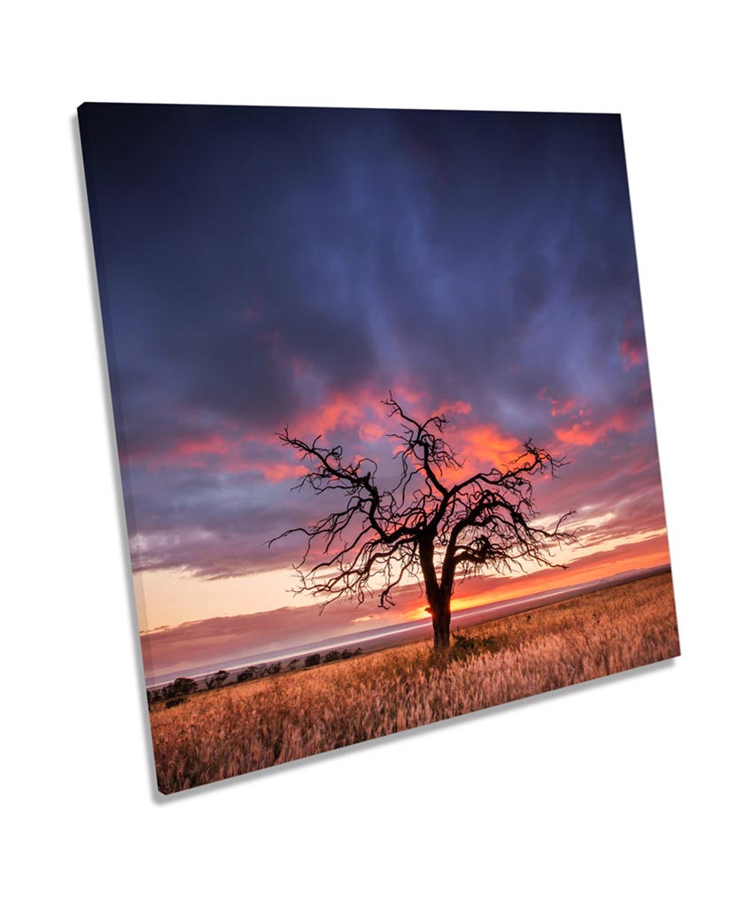 Sunset Landscape Tree