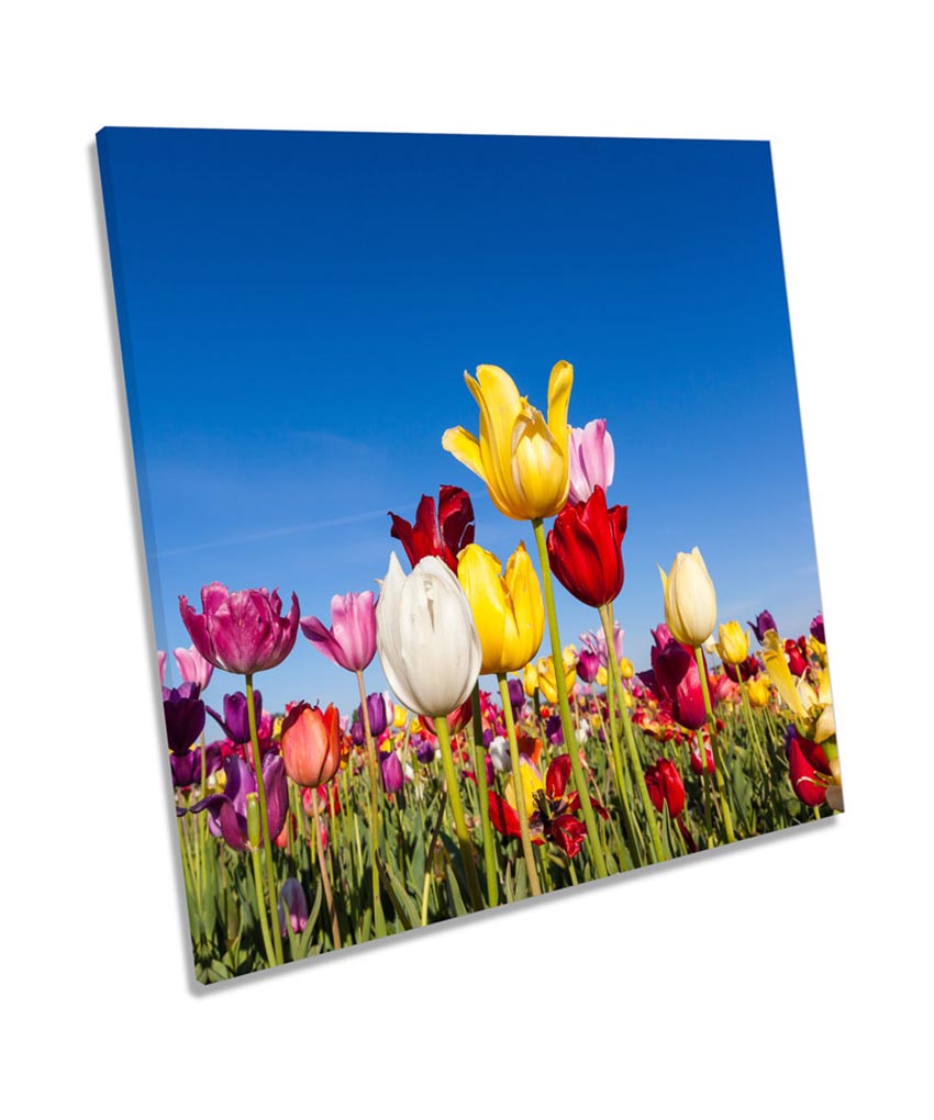 Tulip Floral Flower Field