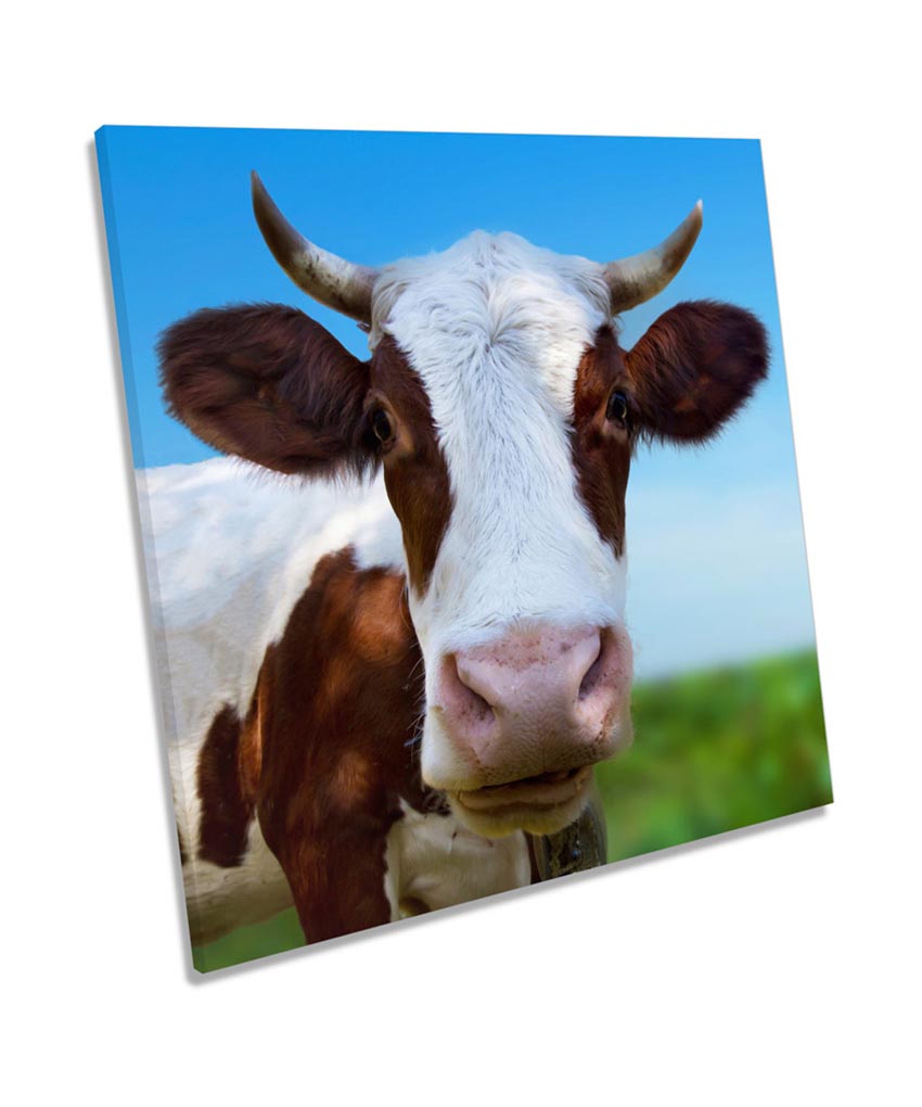 Cow Face Horns Farm