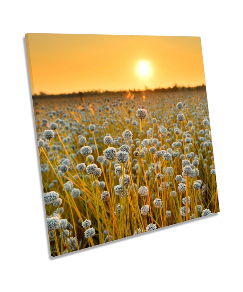 Field of Flowers Sunset Floral