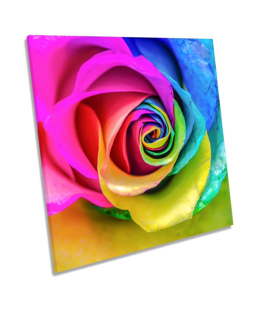 Rainbow Rose Flower Modern