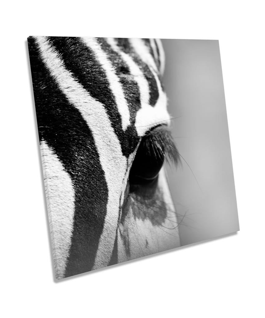 Zebra Black White Stripes Wildlife