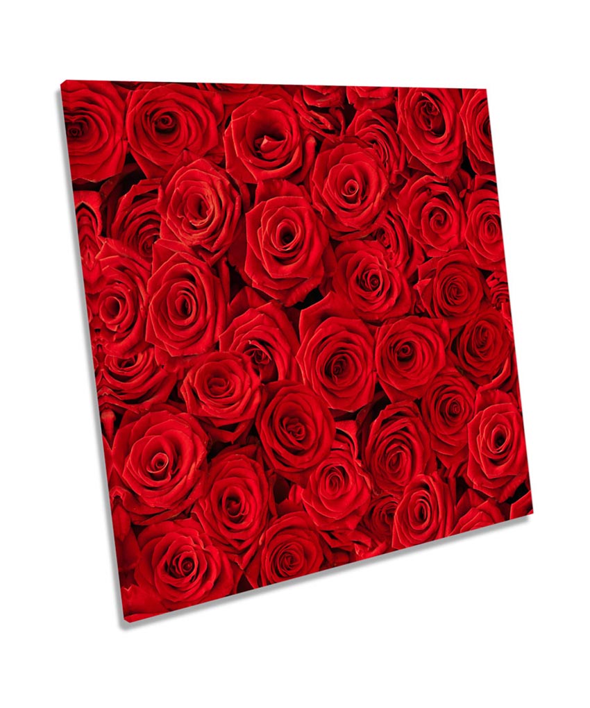 Red Rose Flowers Floral