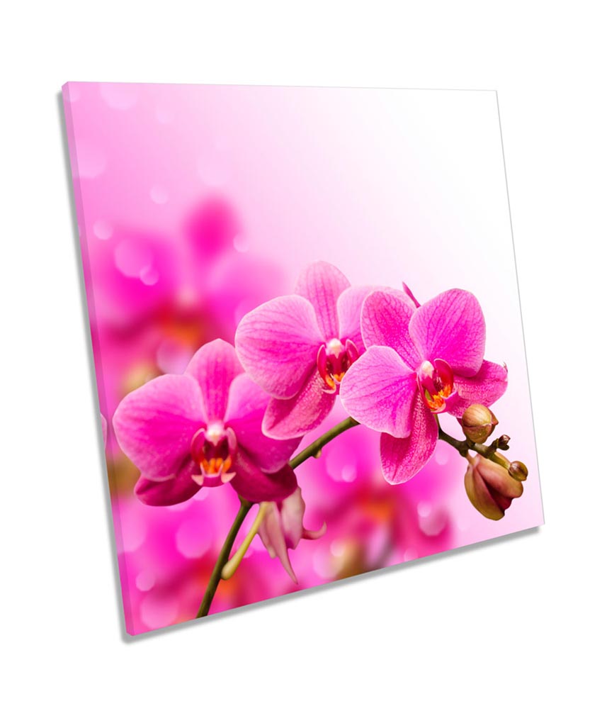 Orchid Flower Floral Blossom