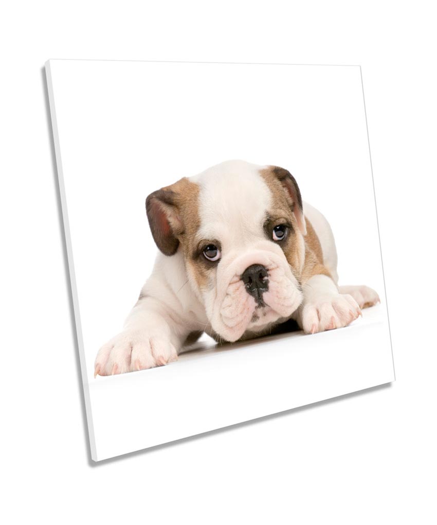 British Bulldog Puppy Cute