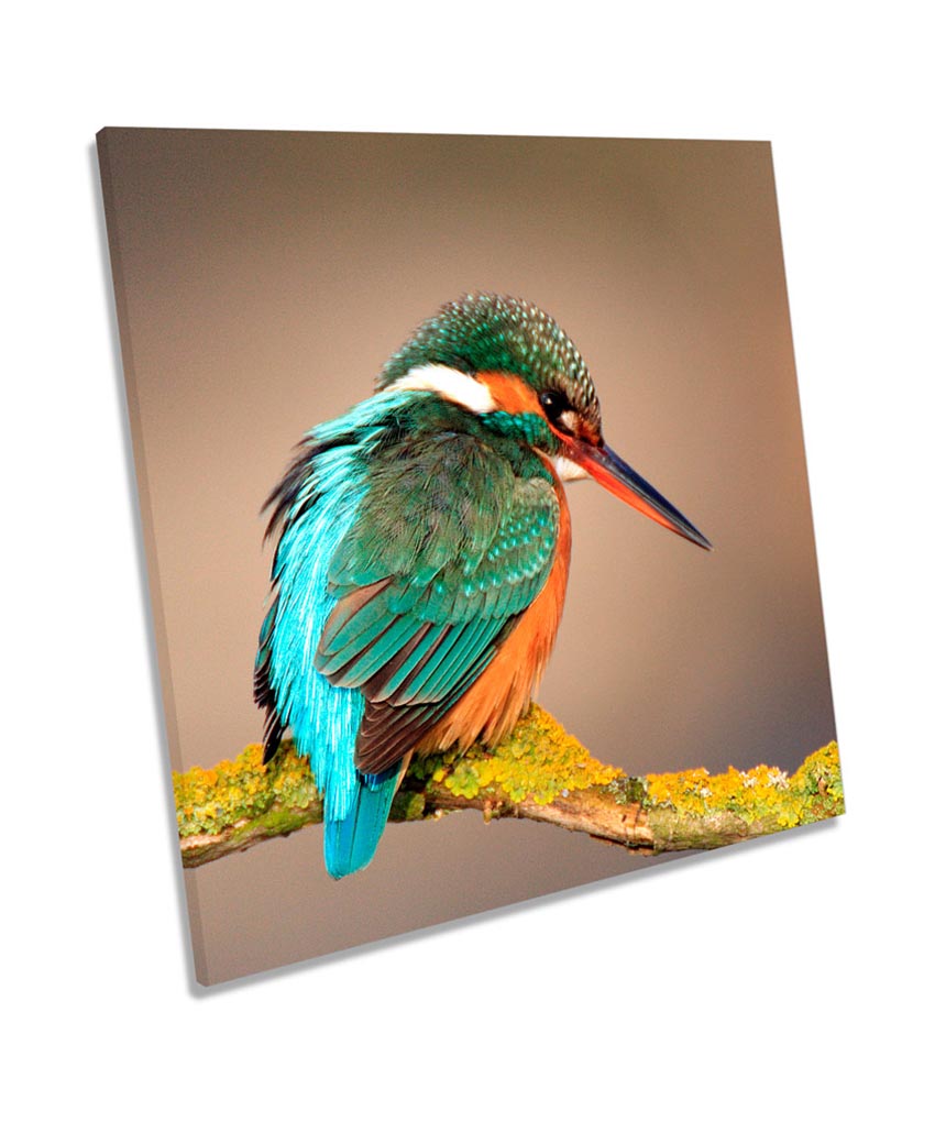 Kingfisher Bird Wildlife