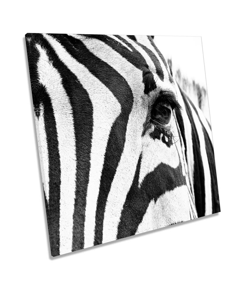 Zebra Stripes Animal