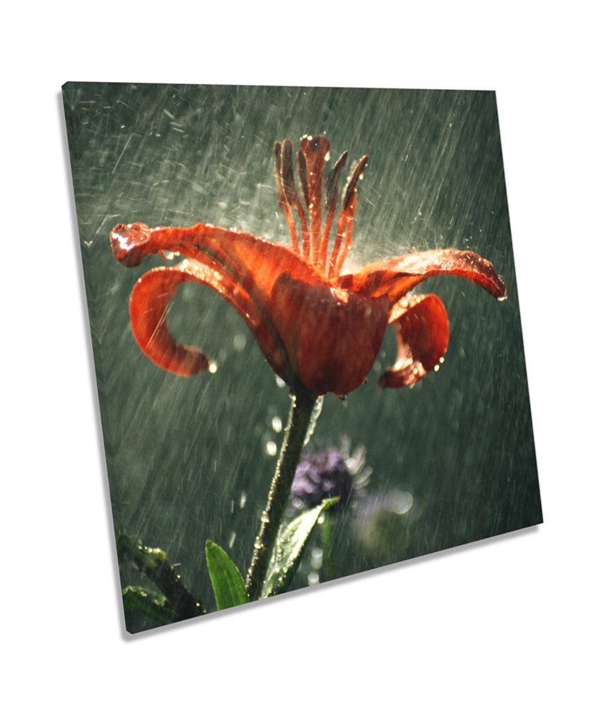 Tiger Lily Flower Rain