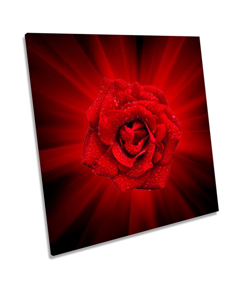 Modern Red Rose Flower
