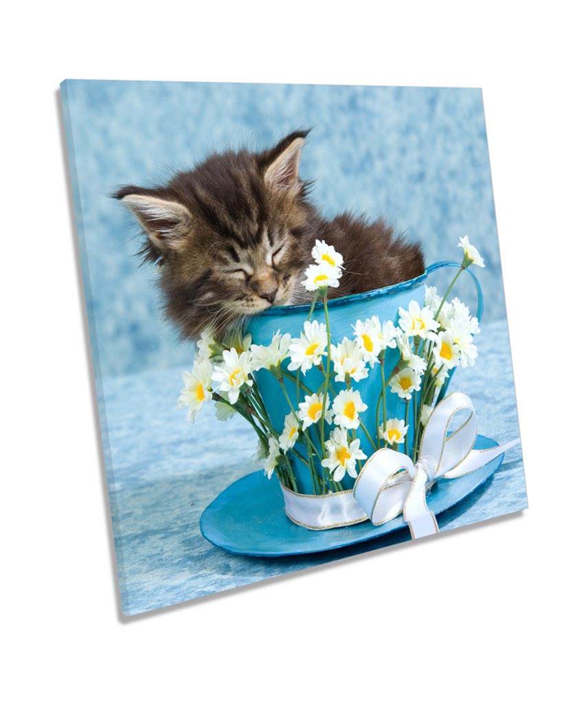 Kitten Teacup Cute