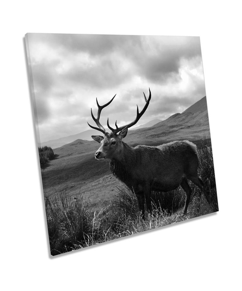 Stag Deer Scotland Highlands Wildlife B&W