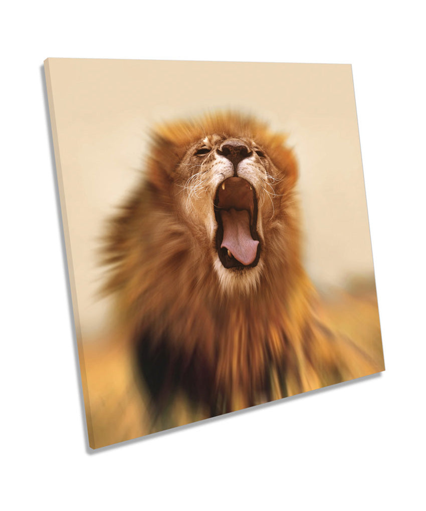 Lion Roar Safari
