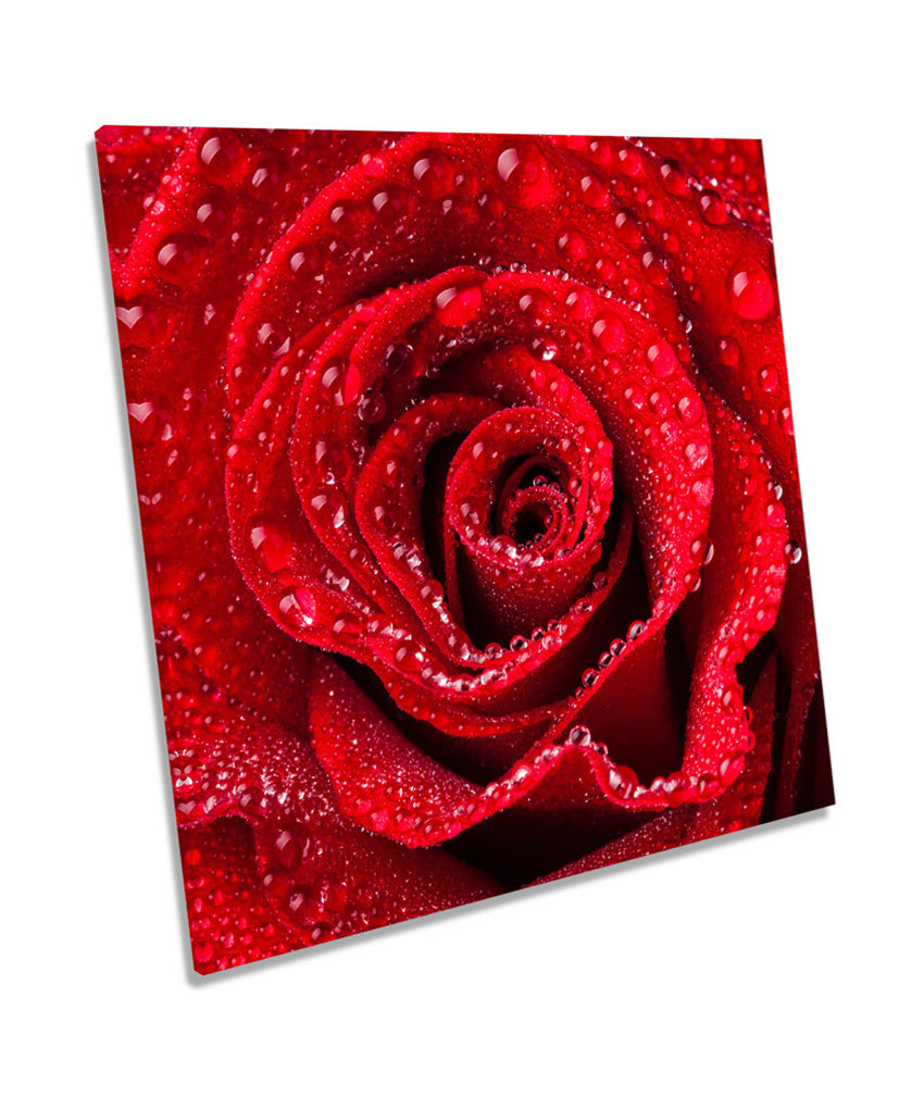 Red Rose Floral Flower