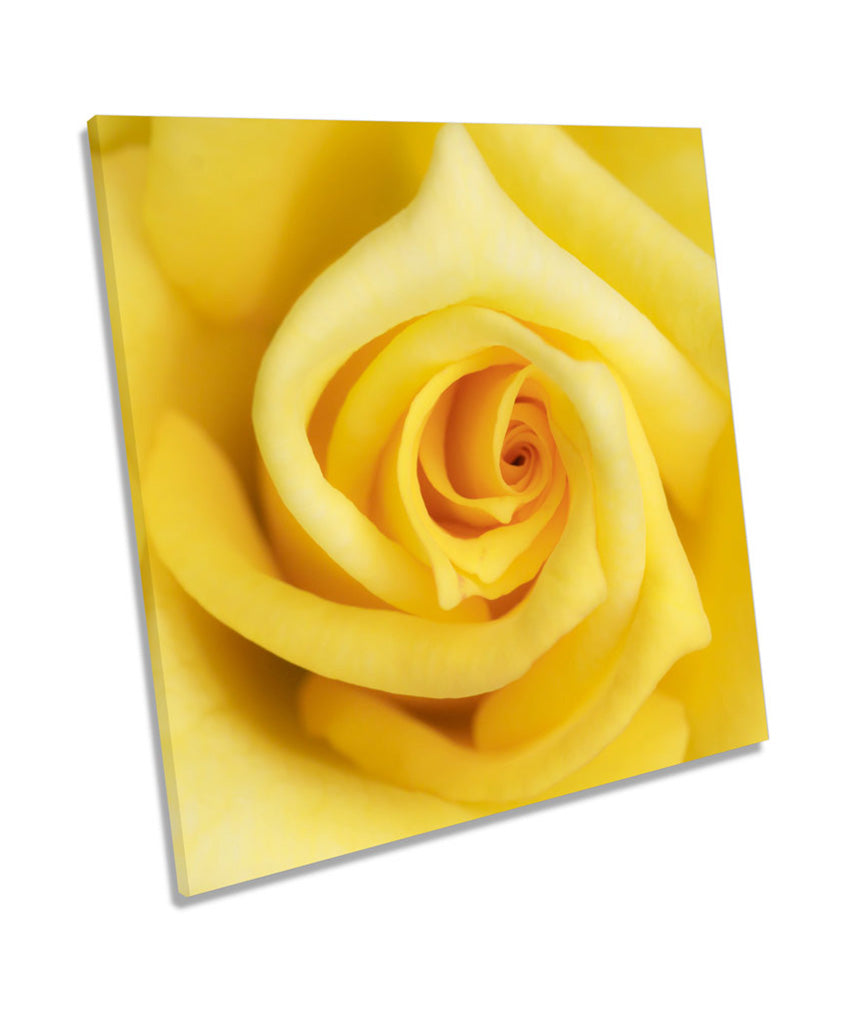 Yellow Rose Flower Floral