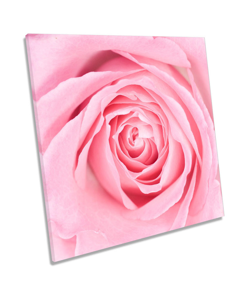 Pink Rose Flower Floral