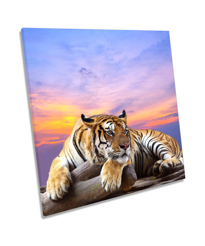 Tiger Sunset