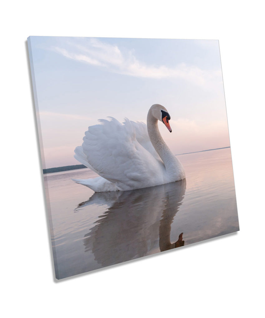 Beautiful White Swan