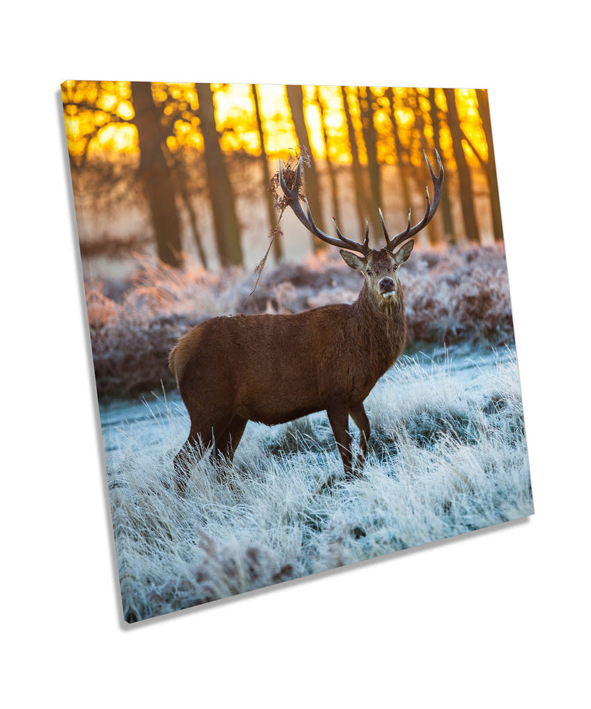Wild Stag Deer Forest