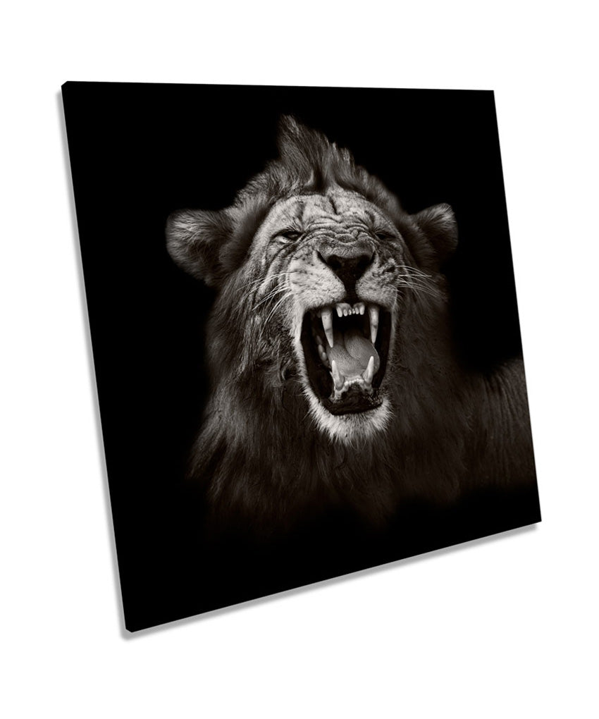Lion Roar Mono B&W