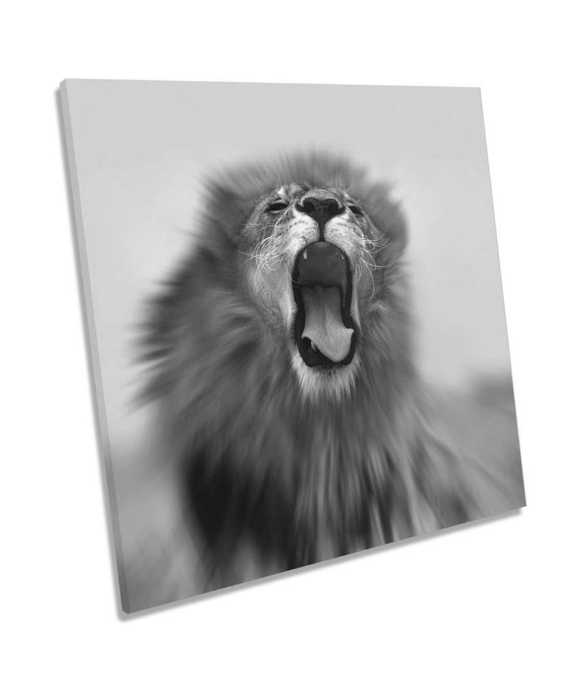 Lion Roar Safari B&W