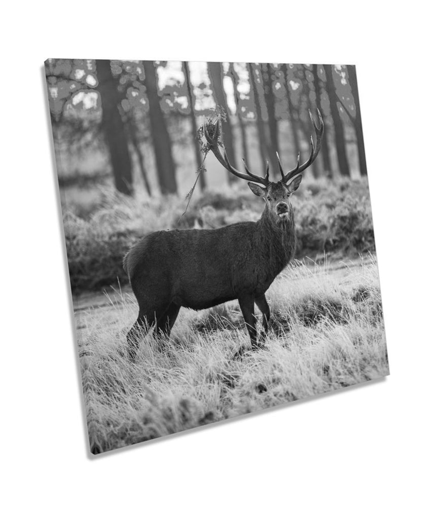 Wild Stag Deer Forest B&W