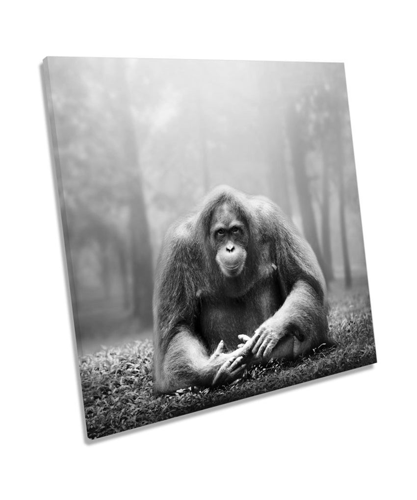 Orangutan Monkey B&W