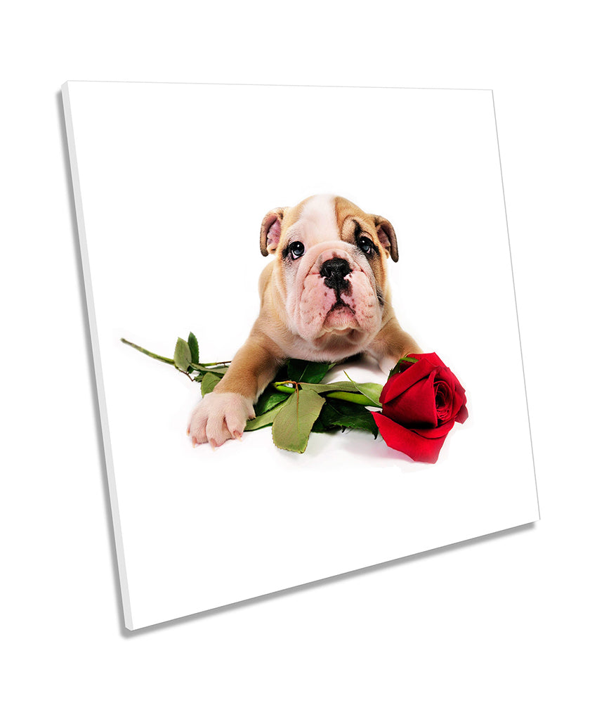 Bulldog Puppy Red Rose Cute