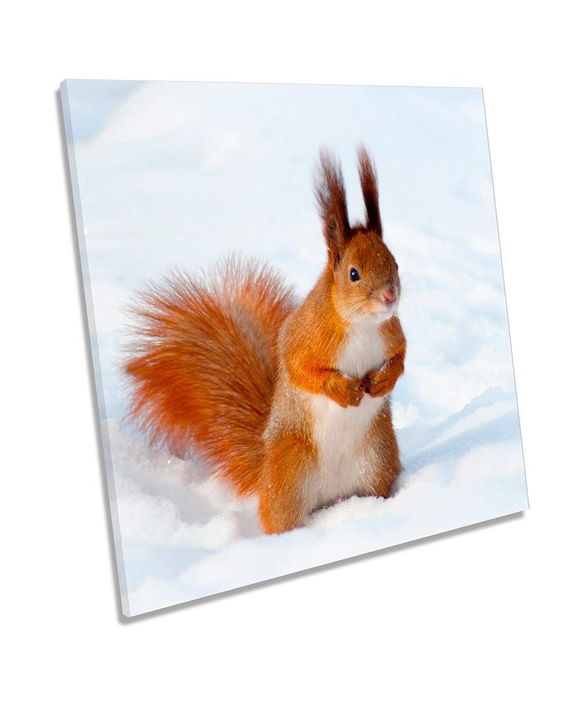 Red Squirrel Snow