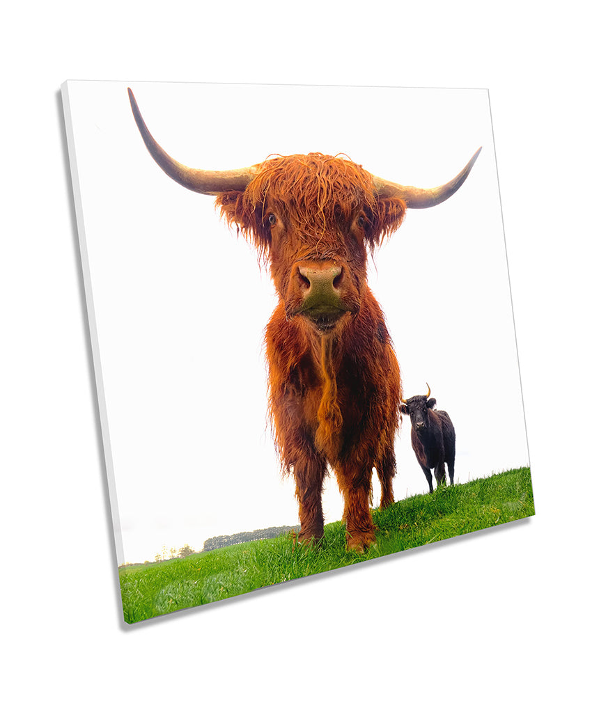 Highland Cow Cattle Horns