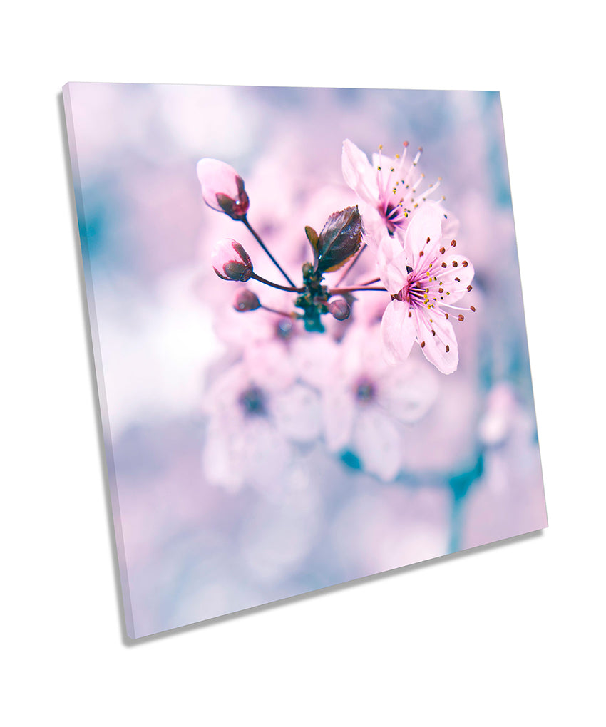 Flowers Pink Floral Petals