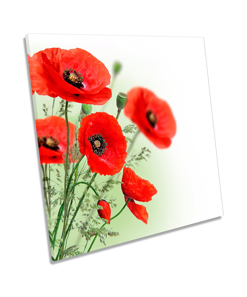 Red Poppies Flowers Floral