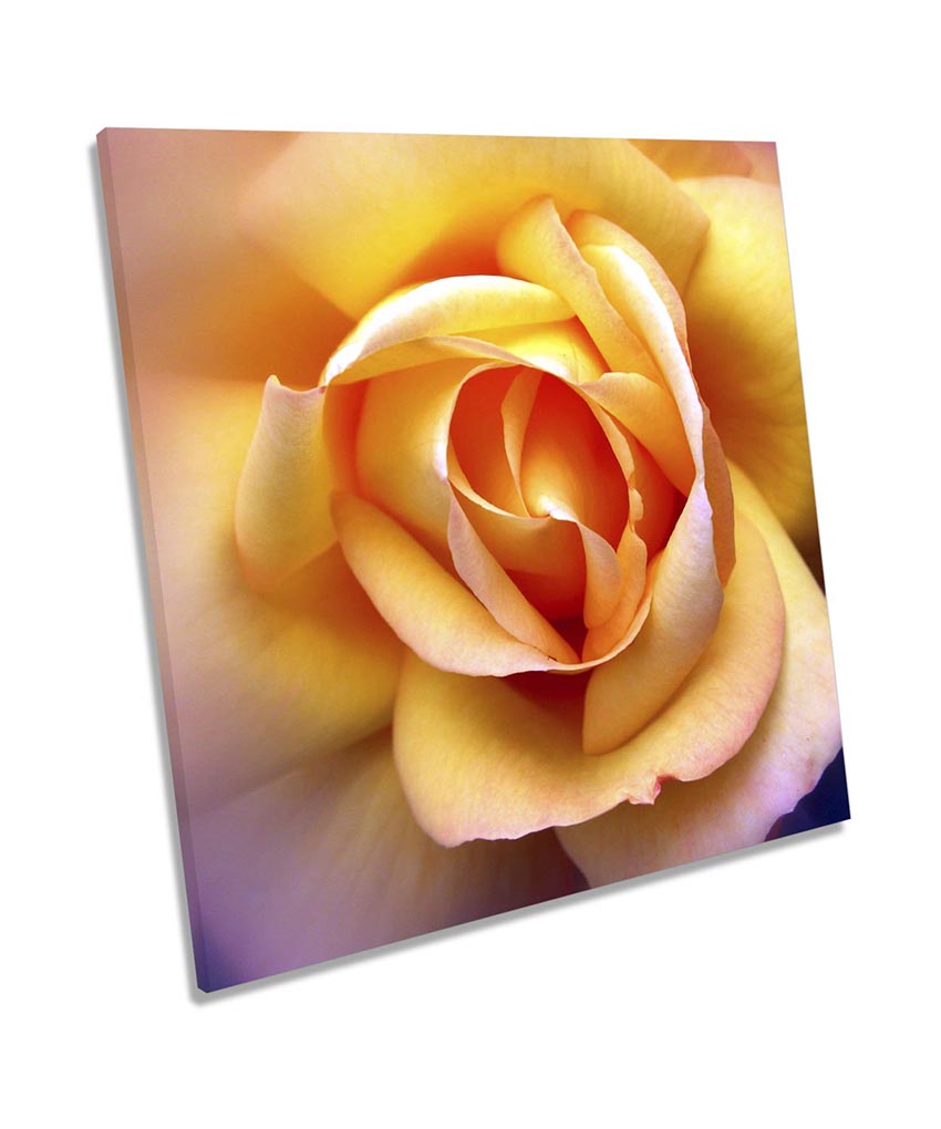 Yellow Rose Floral Flower