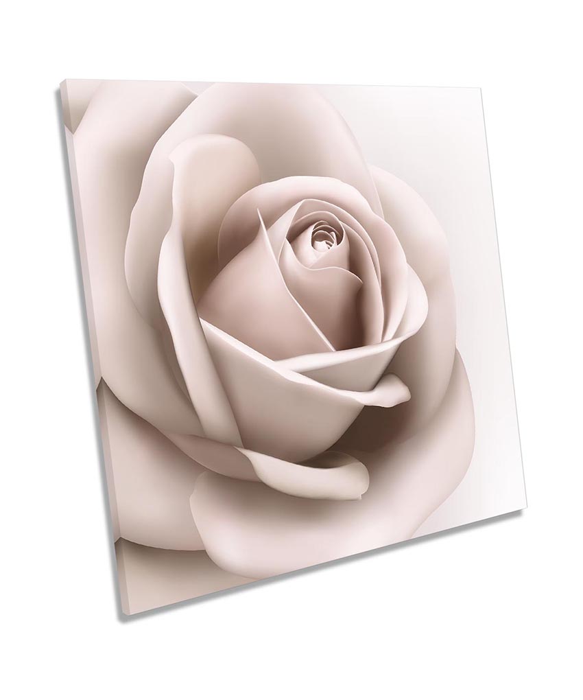Cream Rose Flower Floral