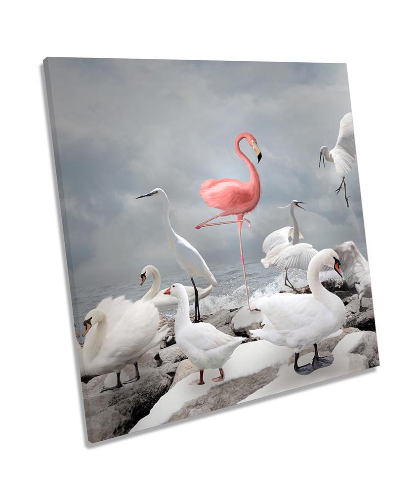 Pink Flamingo Swan Birds Grey
