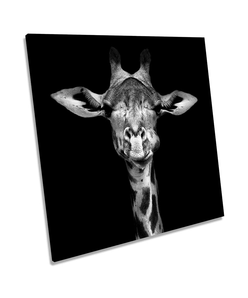 Giraffe Face Black & White